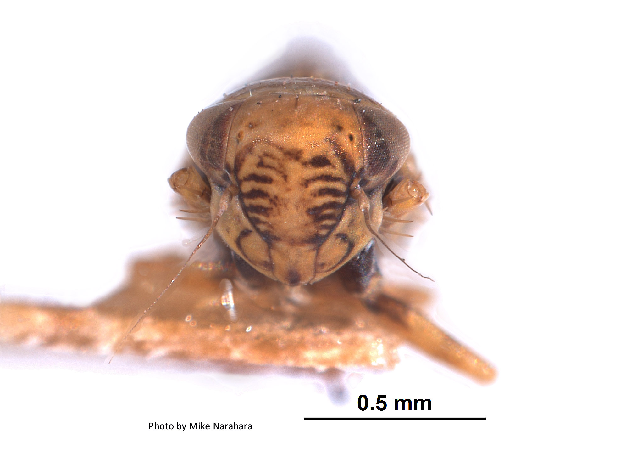 Deltocephalus zephyrius image